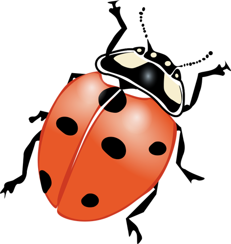 Ladybug vector drawing