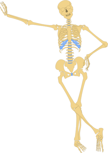 Standing skeleton vector image