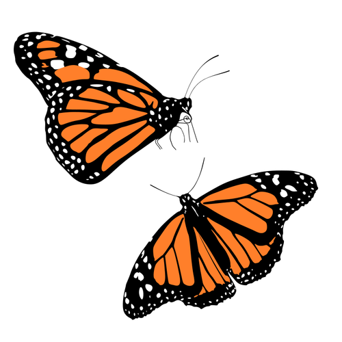 Vektori ClipArt mustista ja oransseista perhosista