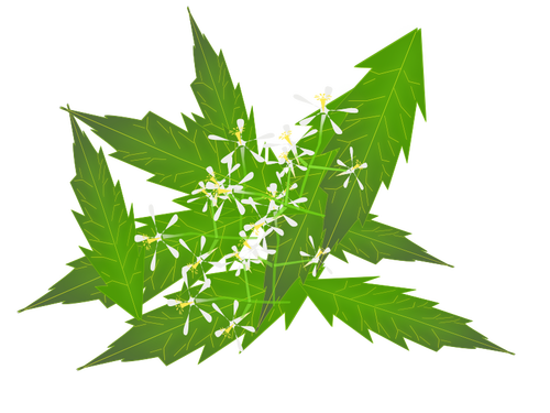 Imagen de hojas de neem y flores en color
