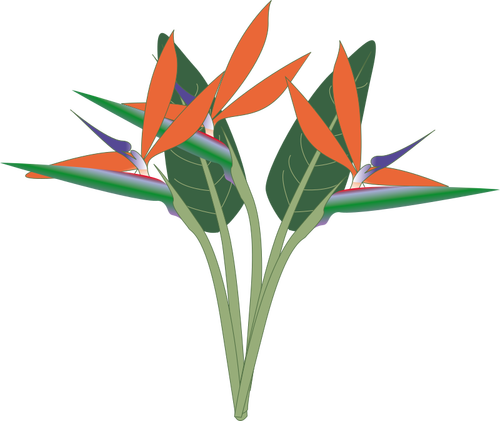 Clipart vectoriel de la fleur de paradis