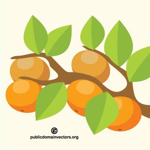 Pohon jeruk
