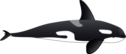 Vector bildet av store orca