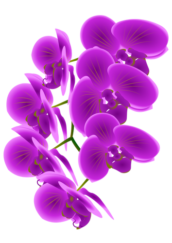 Orchideen Zweig