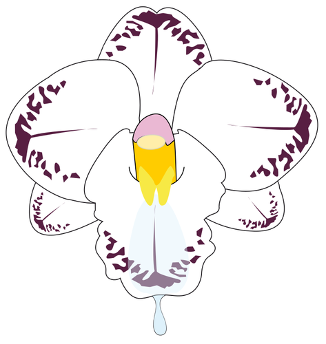 ClipArt Wilde Orchidee Blume in Farbe