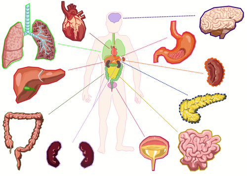 Organen van het menselijk lichaam
