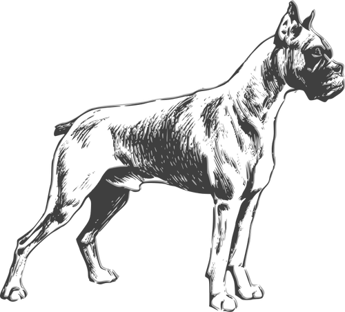 Boxer Hond vector tekening