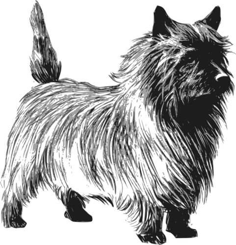 Cairn Terrier-Vektorgrafik