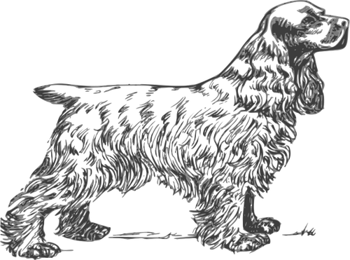 Cocker Spaniel en niveaux de gris dessin vectoriel