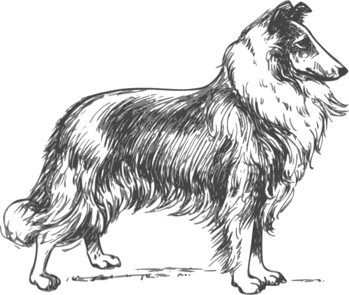 Collie vector image