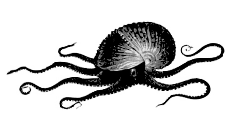 Desenho de animal do mar