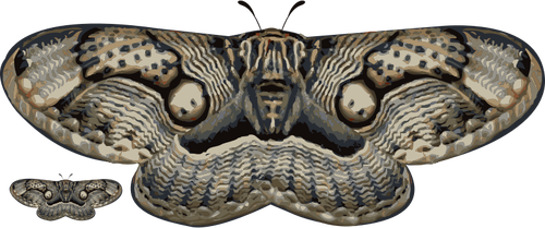Immagine di vettore del lepidottero bianco e nero