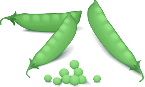 Imagen vectorial de guisantes verdes