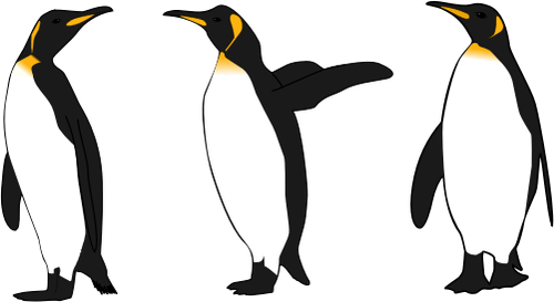 Trois pingouins de roi