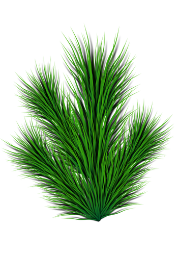 Pine gren vektorbild
