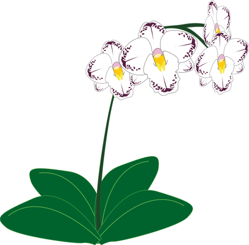 Imagem de uma planta de orquídea branca