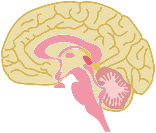 Mänskliga hjärnan ritning
