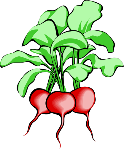 Vector image of radishes