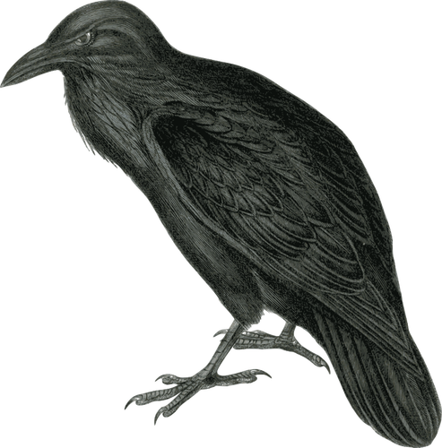 Image vectorielle de sombre couleur Corbeau dans monotone