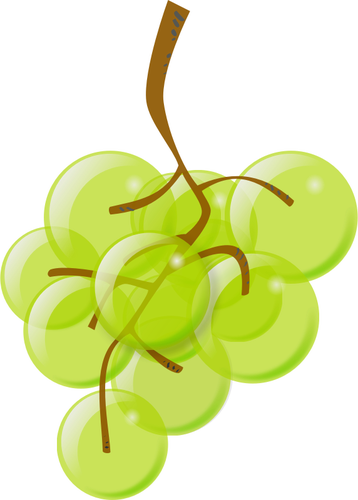 Graphiques vectoriels de raisins verts semi-transparente