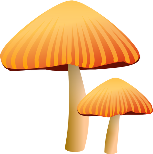 Dessin vectoriel de champignons orange