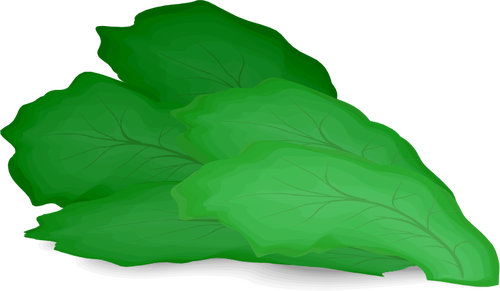 Vihreä salaattilehti