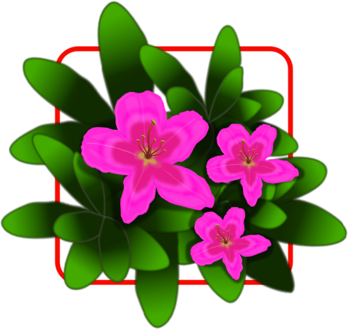 Rosa azalea vektorritning