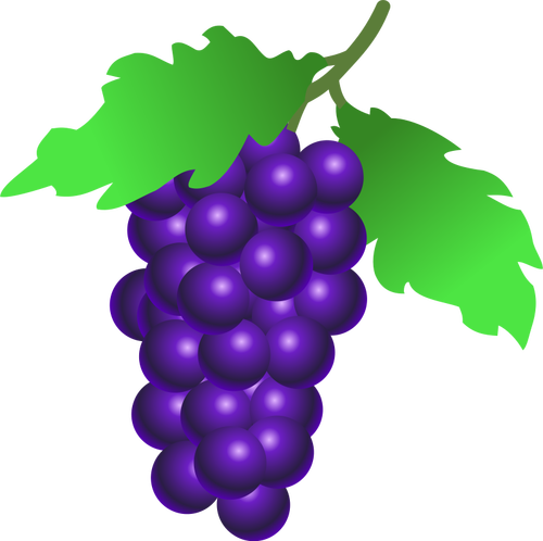 Vestor illustratie van rijpe druiven