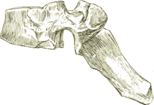 मानव पृष्ठीय हड्डी