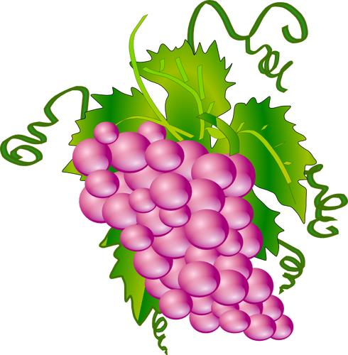 Vector image of bunch of grapes
