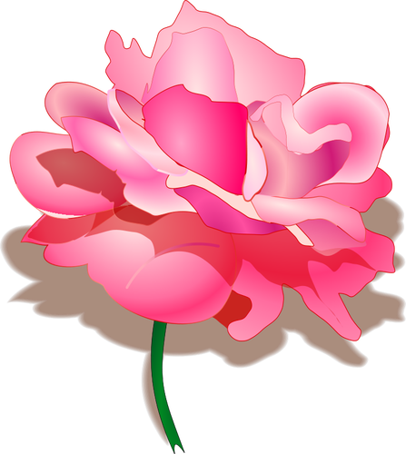 Dibujo de rosa vectorial