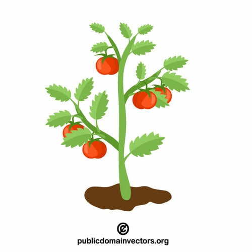 Clip art de plantas de tomate