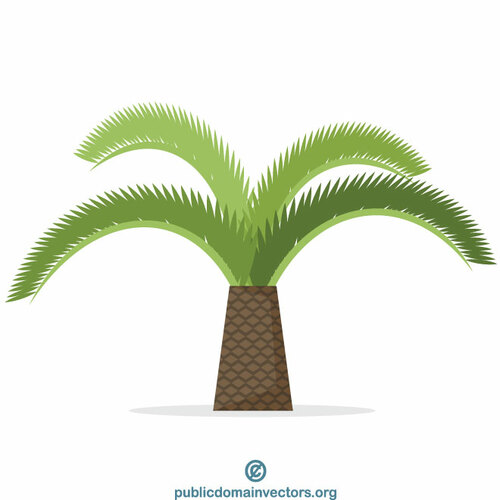 Tropische palm tree
