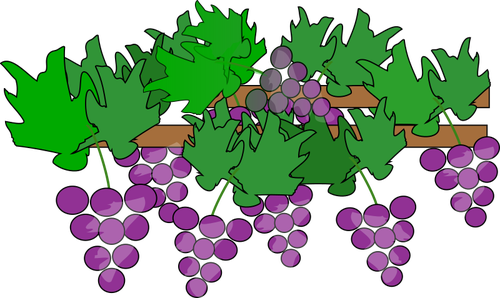 葡萄生长成熟