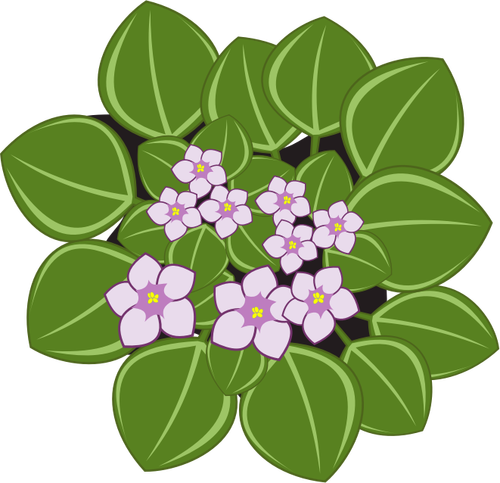 African violets with leaves vector clip art