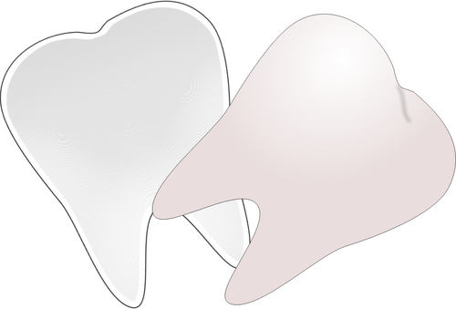 Dents coupées en moitié de dessin vectoriel