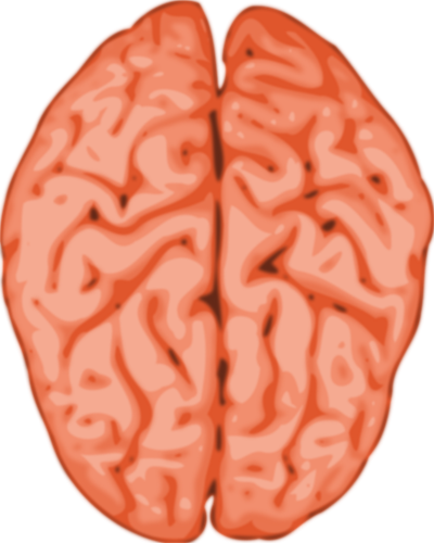 Векторное изображение головного мозга