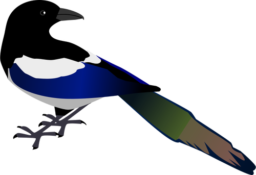 Immagine vettoriale di uccello gazza