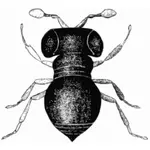 Baeus achaearaneus vector afbeelding