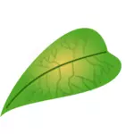 Köttig grönt blad
