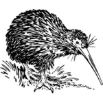 Immagine vettoriale dell'uccello del kiwi