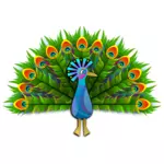 Peacock vektorgrafikk utklipp