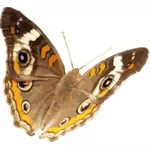 Buckeye vlinder vector afbeelding