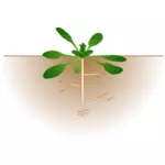 Vektorový obrázek arabidopsis thaliana