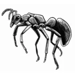 Semut vektor gambar