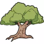 Vector graphics of wide roots oak tree
