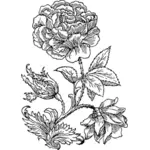 Vector illustration of large rose in black and white