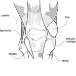 Vektorritning av knä diagram