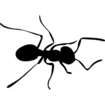 Image vectorielle de fourmi silhouette