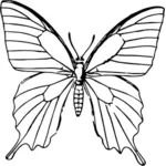 Szkic motyla